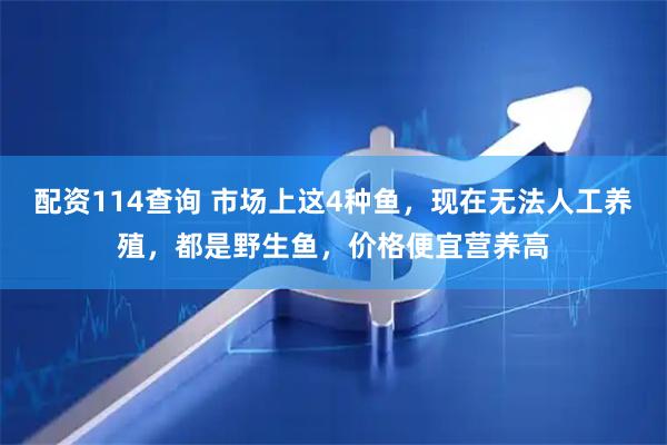 配资114查询 市场上这4种鱼，现在无法人工养殖，都是野生鱼，价格便宜营养高